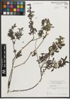 Foto von Salix purpurea L.